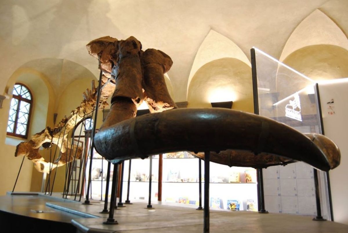 GNOMO BALZOTTO E IL NATALE 