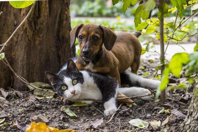 CORSI DI PRIMO SOCCORSO CANINO E FELINO