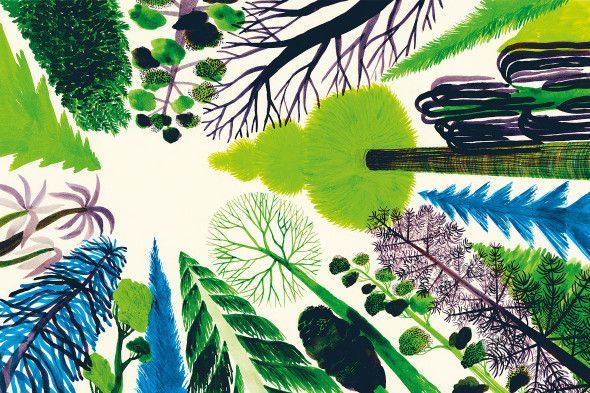 SIAMO FORESTA PASSI, SUONI, VISIONI