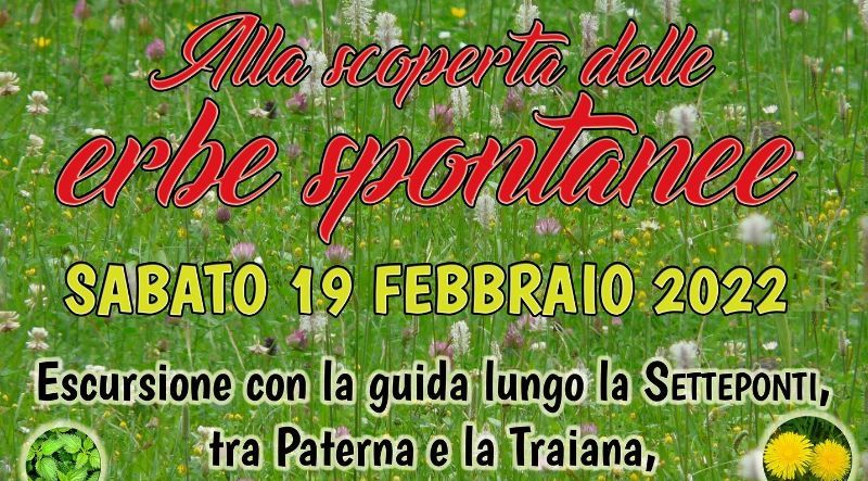 Alla ricerca delle erbe spontanee