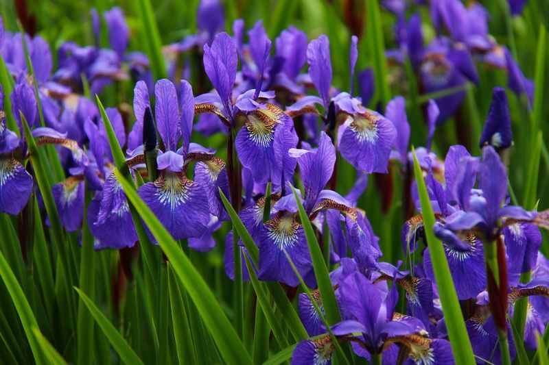 ALLA SCOPERTA DELL'IRIS