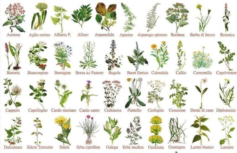 Escursione alla scoperta di fiori e piante officinali
