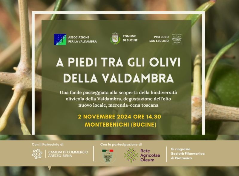 A PIEDI TRA GLI OLIVI DELLA VALDAMBRA