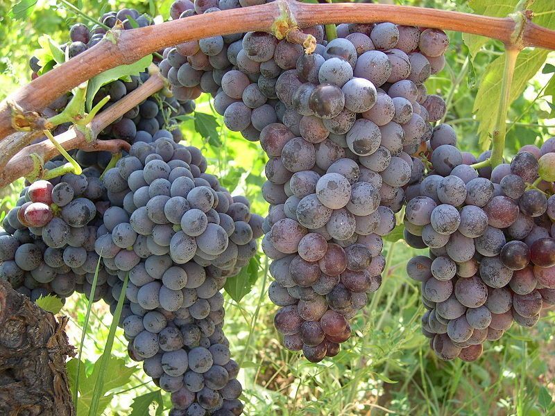 44^ SAGRA DEL PANELLO CON L’UVA AL NERI