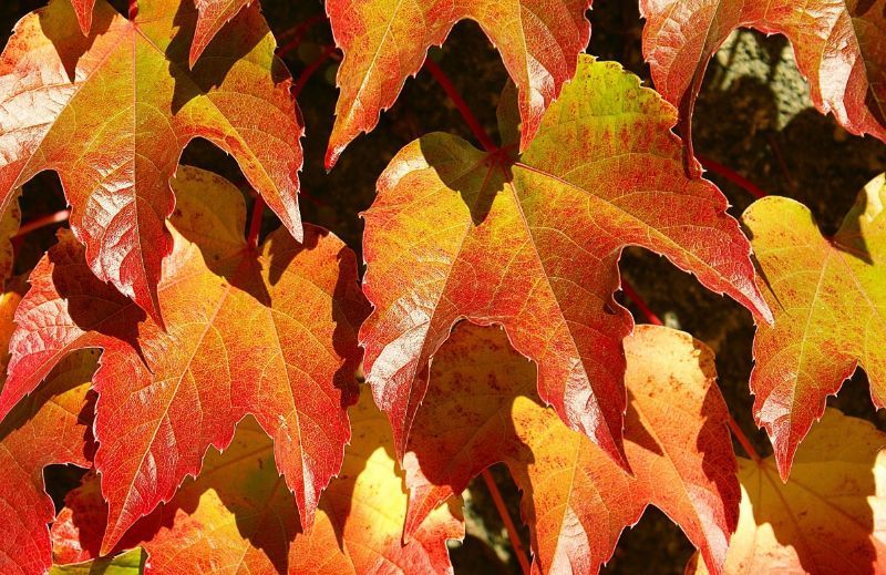 MERCATO D’AUTUNNO DI GAVILLE
