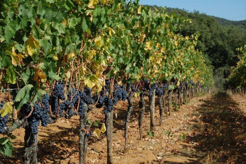 FESTA DELL’UVA A BUCINE 