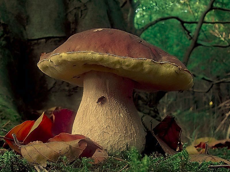 43^ SAGRA DEL FUNGO PORCINO A PALAZZOLO