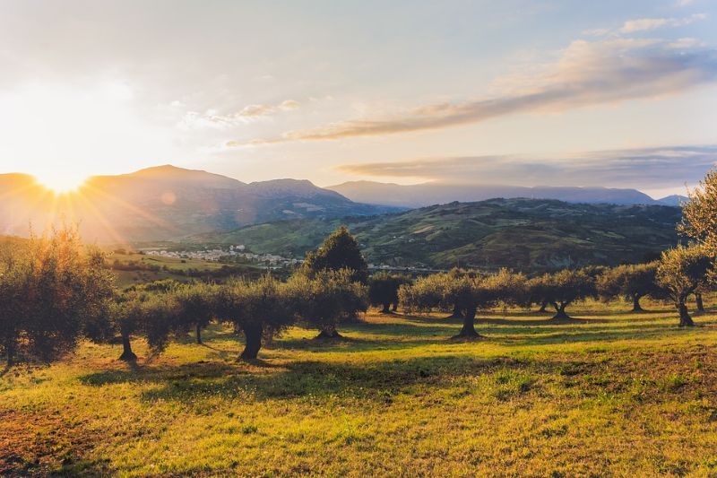 CAMMINATA TRA GLI OLIVI - RASSEGNA DELL'OLIO REGGELLO 2019