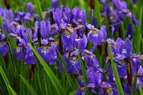 ALLA SCOPERTA DELL'IRIS