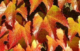 MERCATO D’AUTUNNO DI GAVILLE